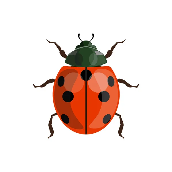 Ladybug Joaninha Vista Superior Ilustração Vetorial Isolada Sobre Fundo Branco —  Vetores de Stock