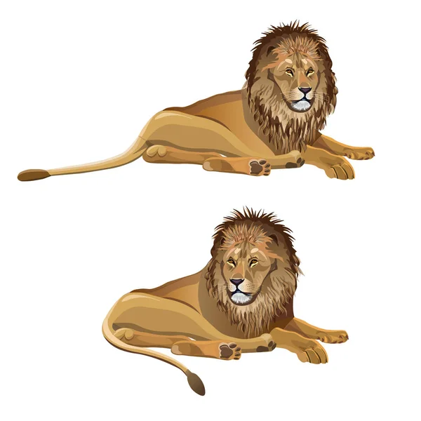 León Africano Acostado Ilustración Vectorial Aislada Sobre Fondo Blanco — Vector de stock