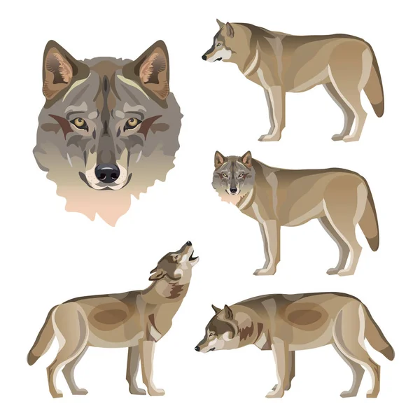一套矢量灰狼 在白色背景上隔离的插图 — 图库矢量图片