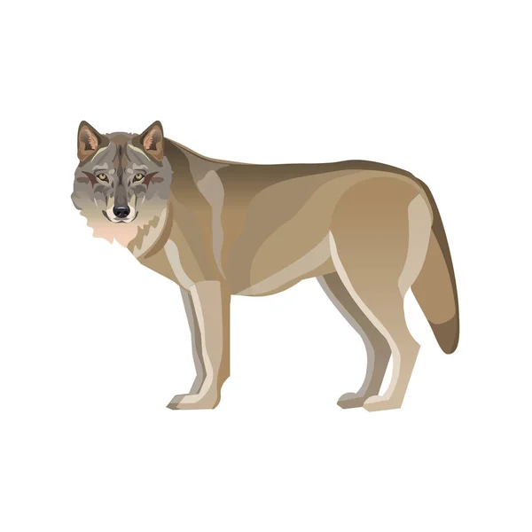 Gray Wolf Standing Vector Illustration Isolated White Background — Stock Vector