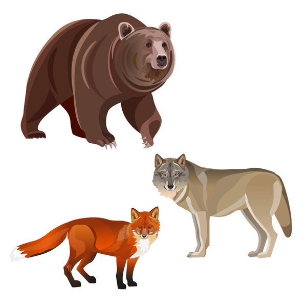 Predatory beasts - brown bear, gray wolf and red fox. Vector illustration on white background