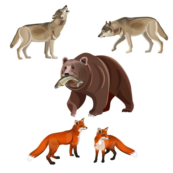 Bêtes Prédatrices Ours Brun Loups Gris Renards Roux Illustration Vectorielle — Image vectorielle