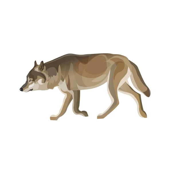 Loup Gris Trottant Illustration Vectorielle Isolée Sur Fond Blanc — Image vectorielle