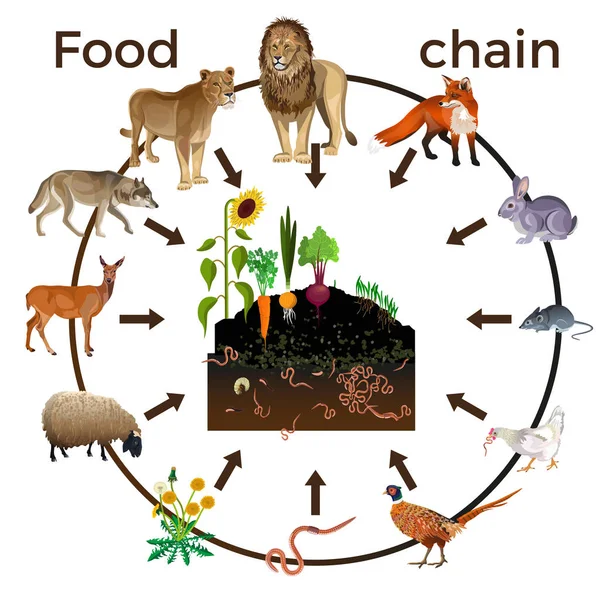 Food chain animals Vector Art Stock Images | Depositphotos