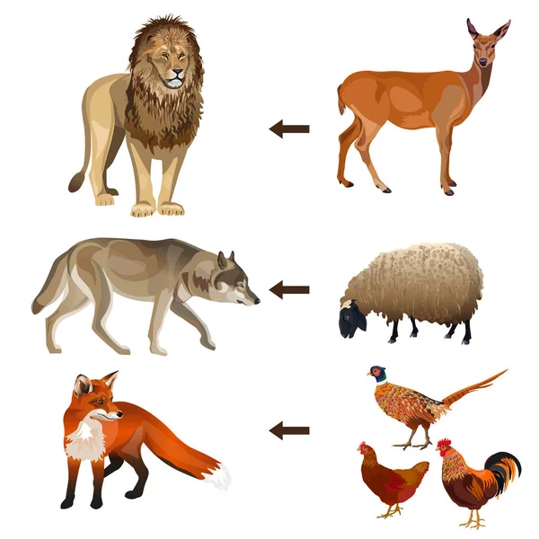 Potravinového Řetězce Zvířat Vektorové Ilustrace Izolované Bílém Pozadí — Stockový vektor