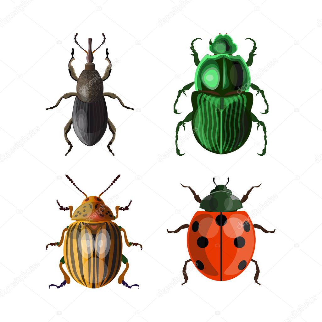 Set of vector beetles. Vector illustration isolated on white background