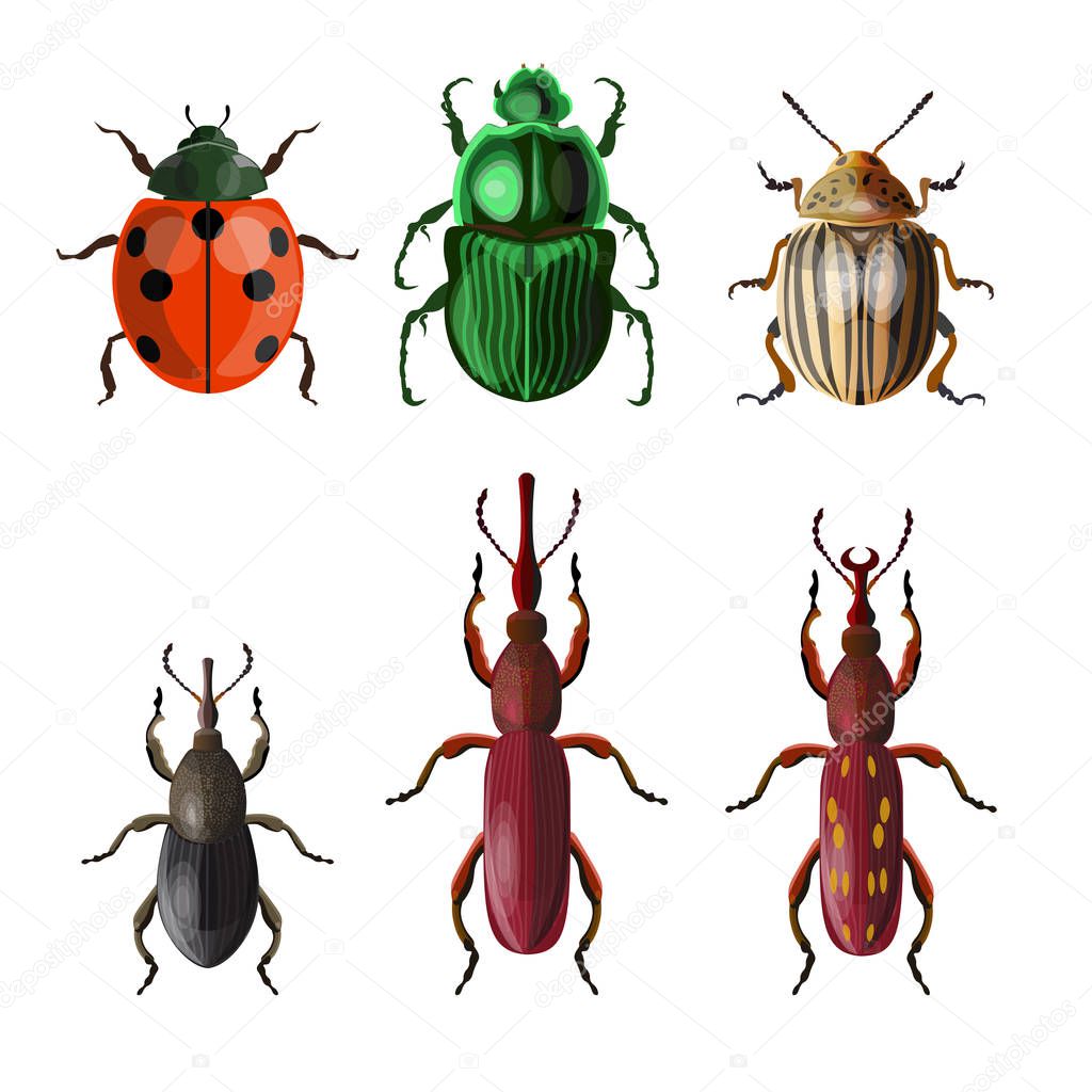 Set of agricultural insect pests. . Vector illustration isolated on white background