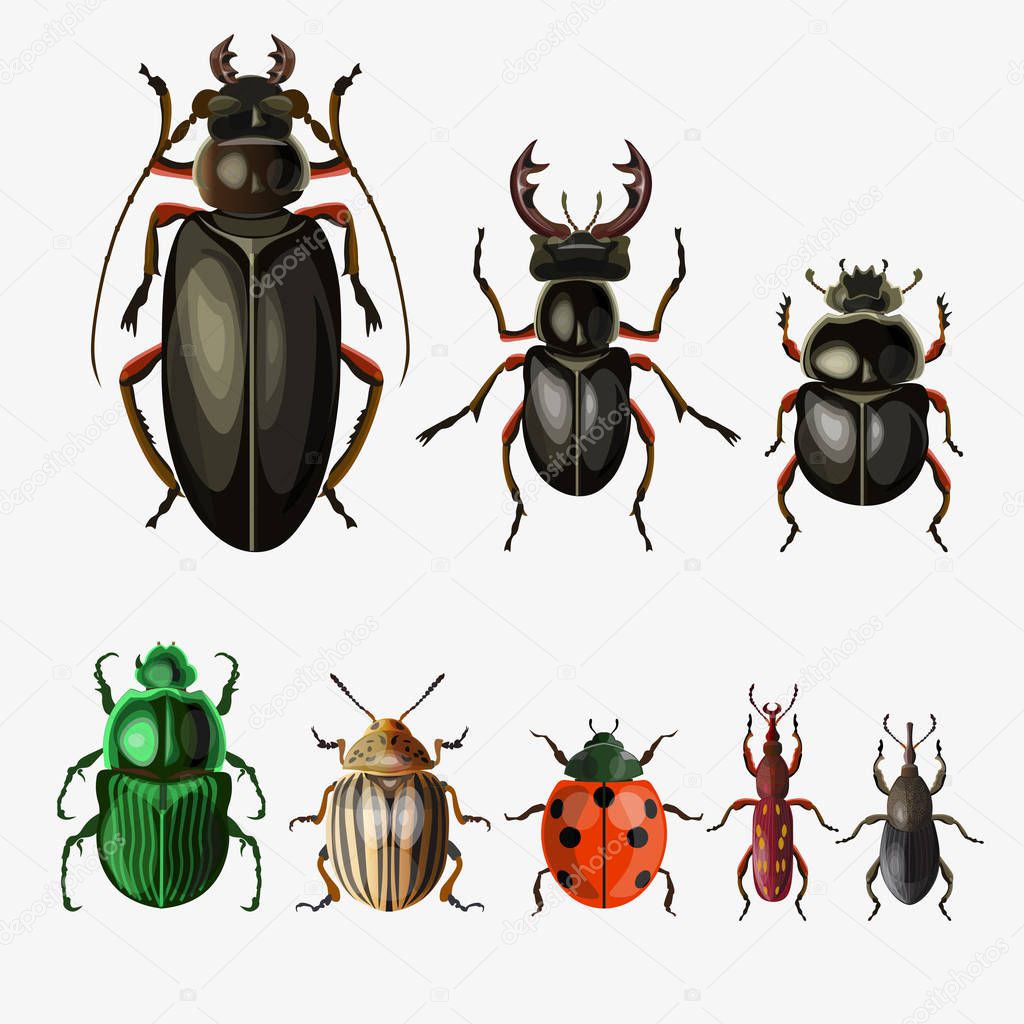 Set of different beetles. . Vector illustration isolated on white background