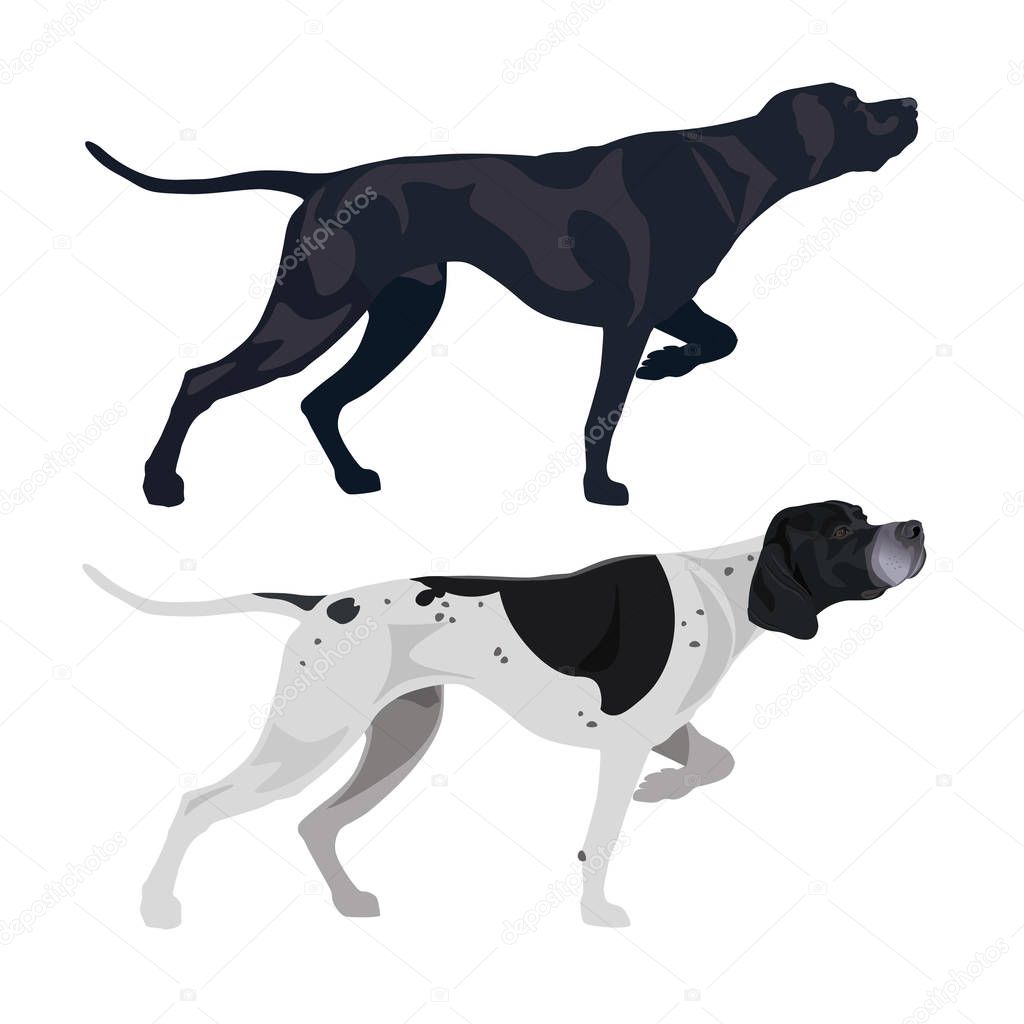 Black and spotted English pointers. Vector illustration isolated on the white background