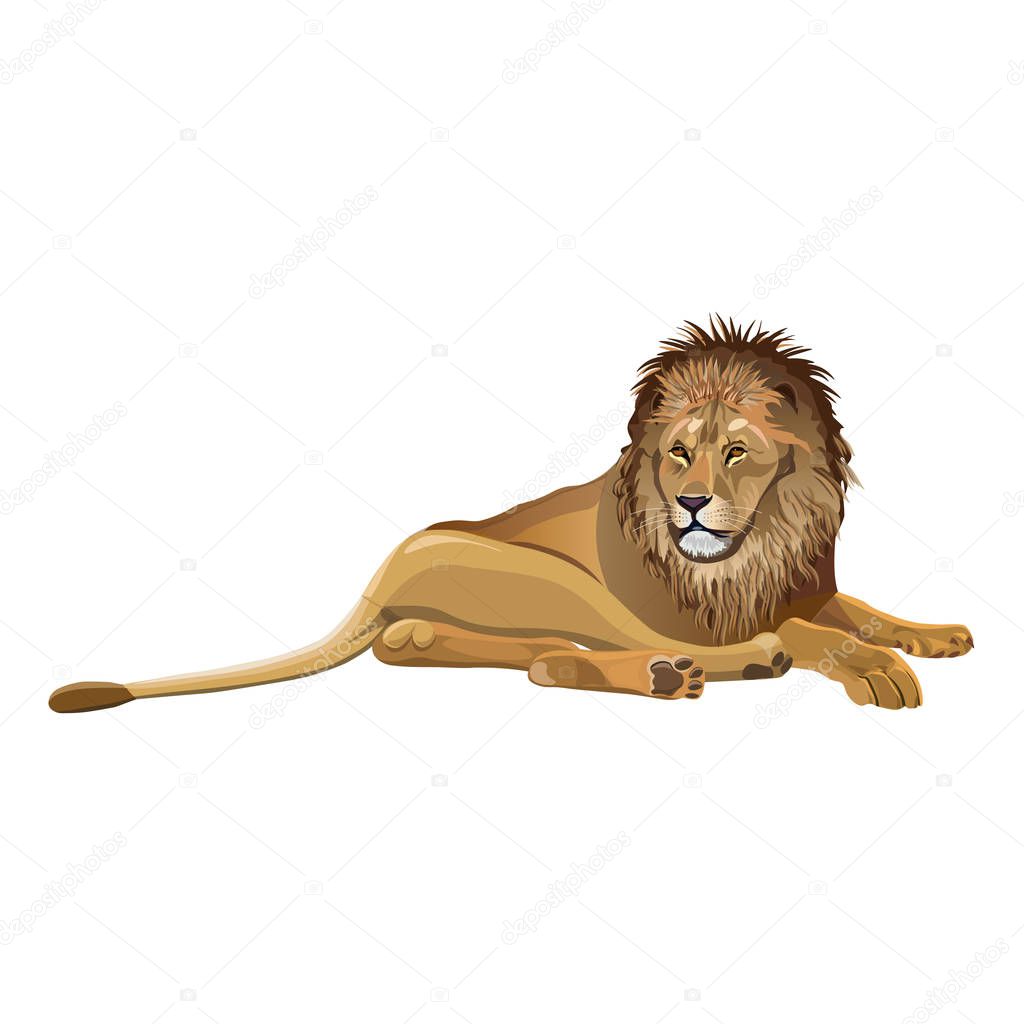 African lion lying down. Vector illustration isolated on the white background