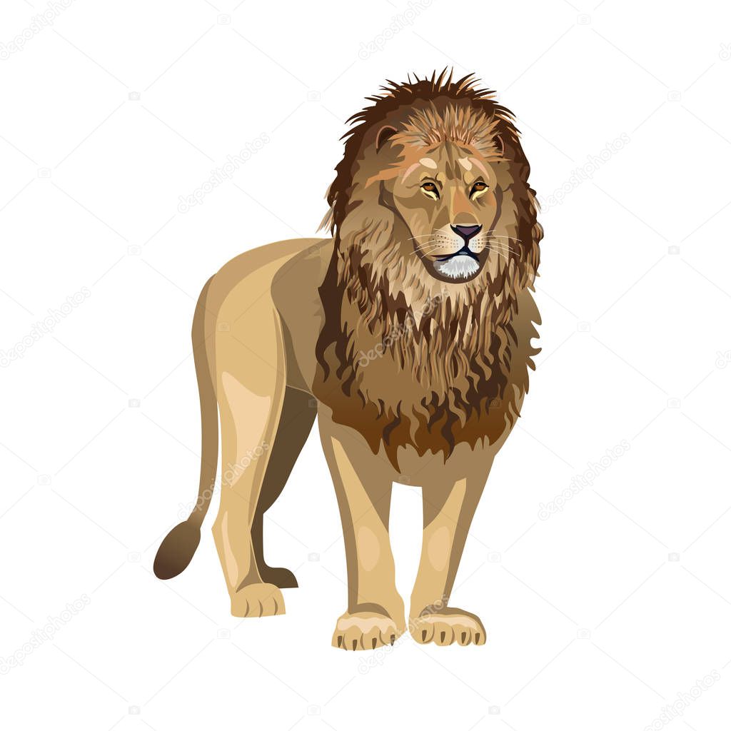 African lion standing in front. Vector illustration isolated on the white background