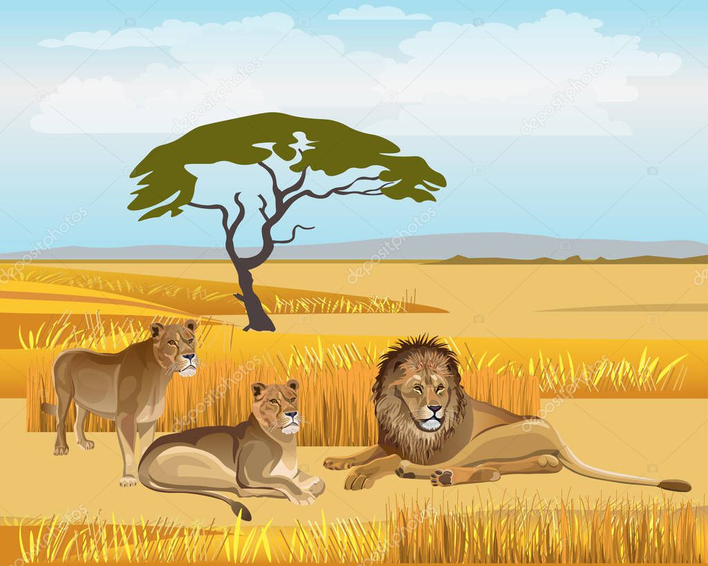 Pride lions in the savanna. Vector illustration