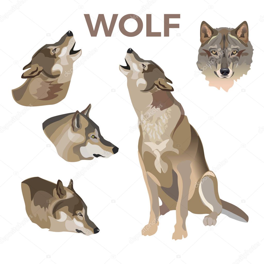Gray wolves set. Vector illustration isolated on white background