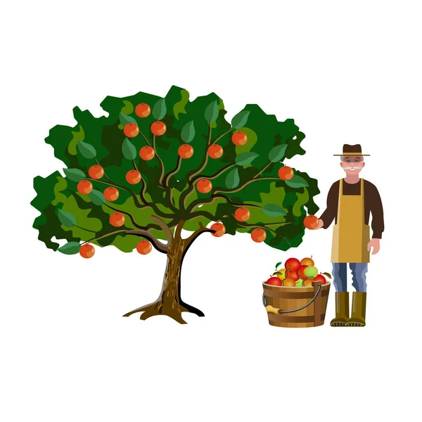 Viejo Granjero Caucásico Arrancando Manzanas Del Árbol Ilustración Vectorial Aislada — Archivo Imágenes Vectoriales