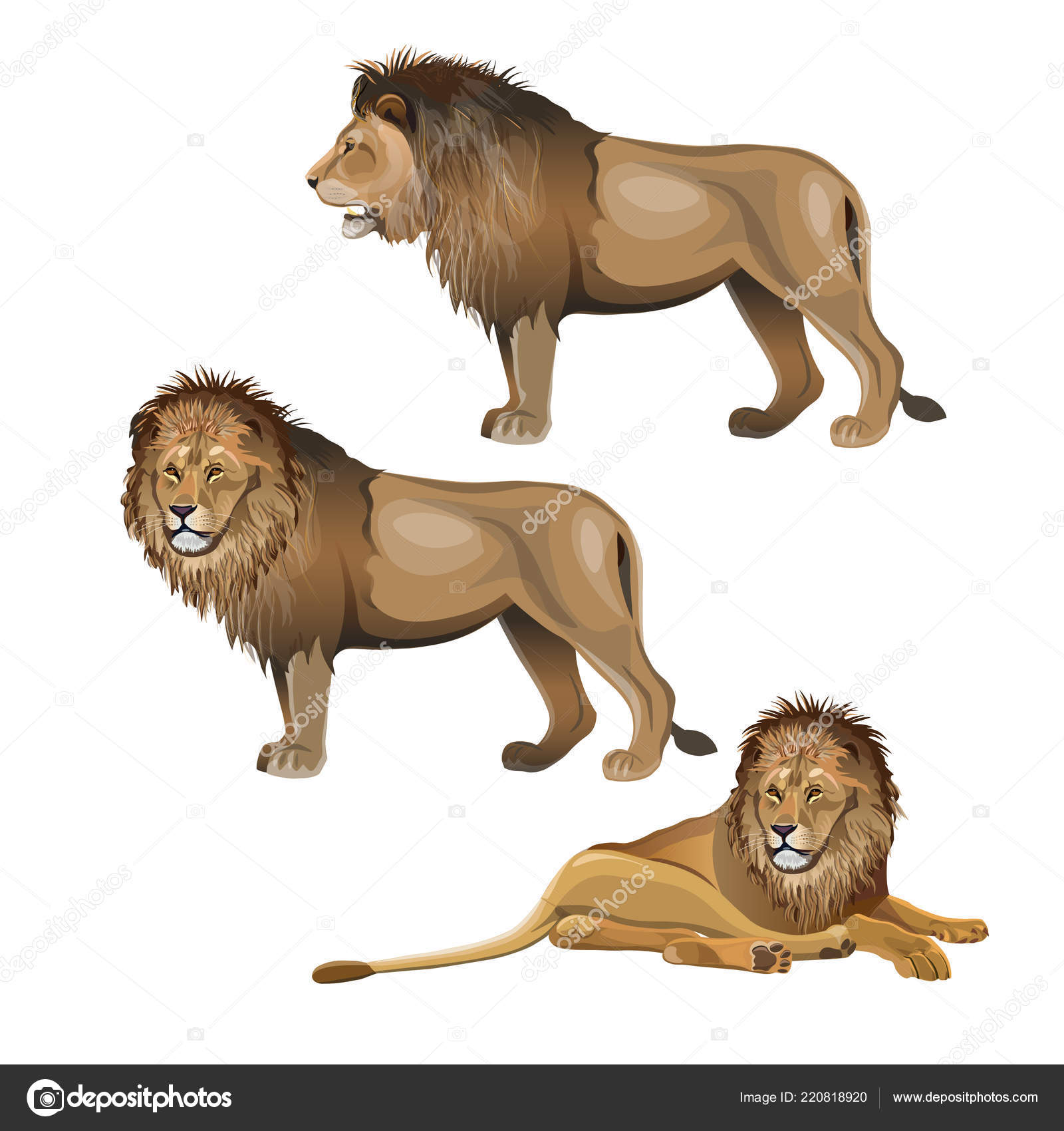 狮子的各种姿势在白色背景上隔离的矢量插图图库矢量图©newgena 220818920, image size:1600x1700