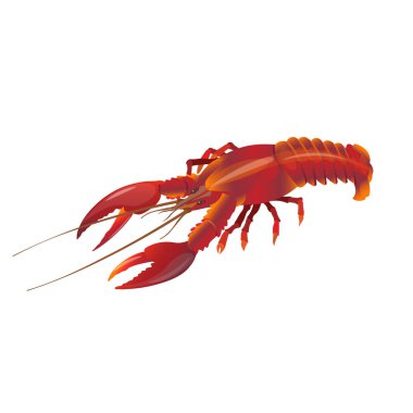 Kırmızı ıstakoz. Beyaz arka plan üzerinde izole vektör çizim