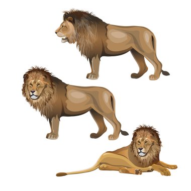 Aslan çeşitli teşkil etmektedir. Beyaz arka plan üzerinde izole vektör çizim