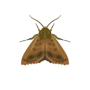 Codling güve. Beyaz arka plan üzerinde izole vektör çizim