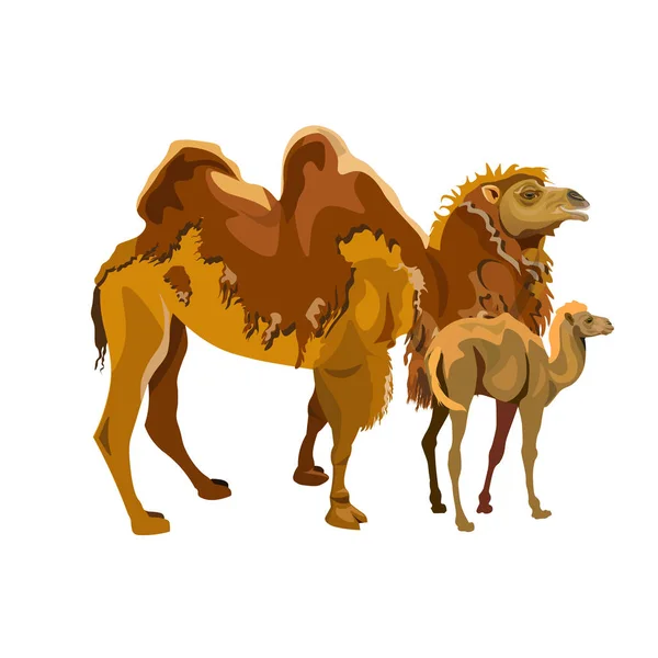 Baktriska Kamelen Med Sin Kalv Vektorillustration Isolerade Vit Bakgrund — Stock vektor
