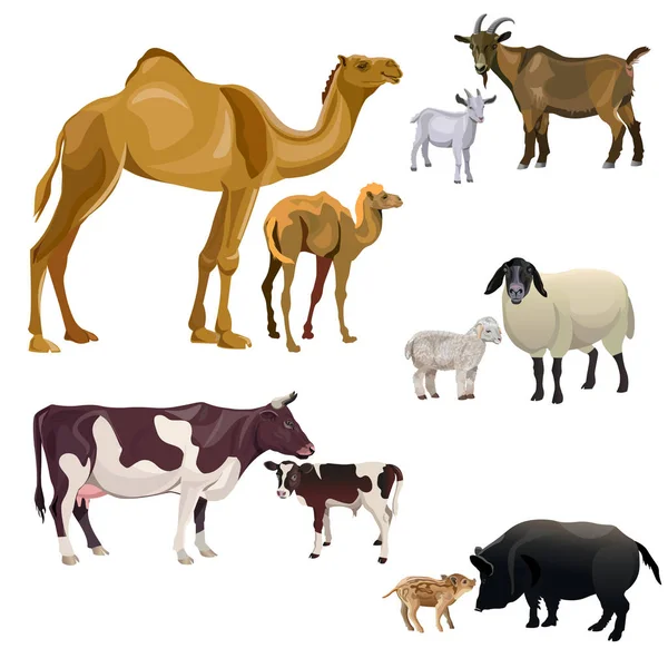 Nutztiere Und Ihre Kinder Kamel Kuh Ziege Schaf Und Schwein — Stockvektor