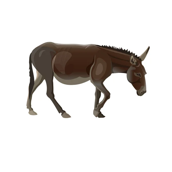Spazierender Esel Seitenansicht Vektor Illustration Isoliert Auf Weißem Hintergrund — Stockvektor