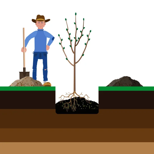 Agricultor Plantando Árbol Fosa Aterrizaje Sección Ilustración Vectorial Aislada Sobre — Vector de stock