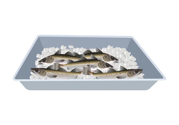 Fresh Fish Lies Tray Ice Vector Illustration Isolated White Background — Stock Vector