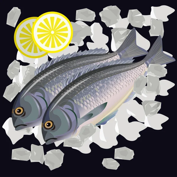 つの新鮮な生の魚は 頭の鯛や氷の上のレモン嘘ドラーダ金箔 ベクトル図 — ストックベクタ