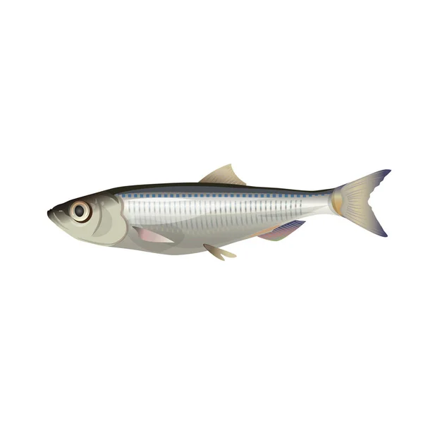 Close Sprat Fish Vector Illustration Isolated White Background — Stock Vector