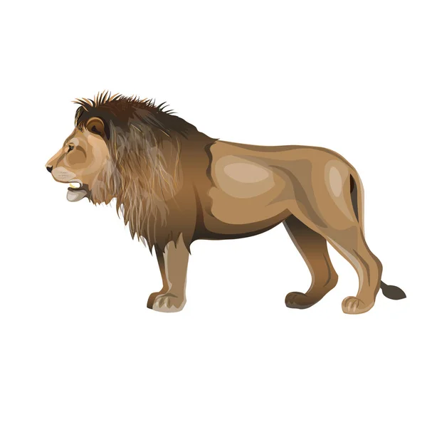アフリカ ライオンが立っています 側面図です 白い背景で隔離のベクトル図 — ストックベクタ