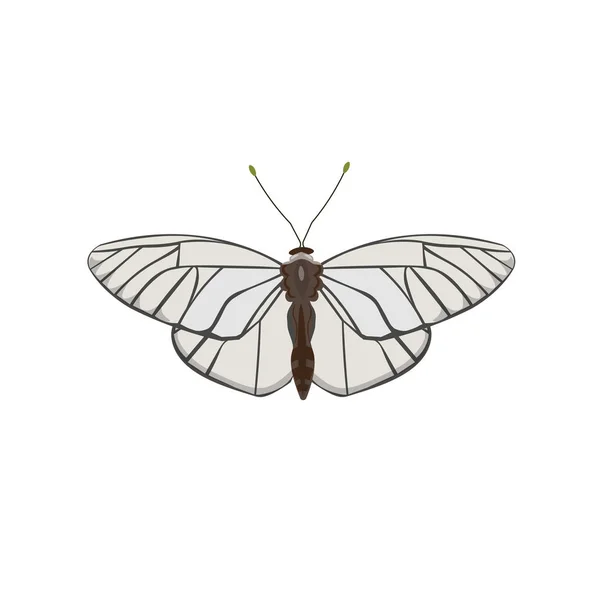 Mariposa Blanca Con Venas Negras Ilustración Vectorial Aislada Sobre Fondo — Vector de stock