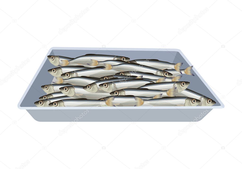 Fresh small fish lies in the tray. Vector illustration isolated on white background