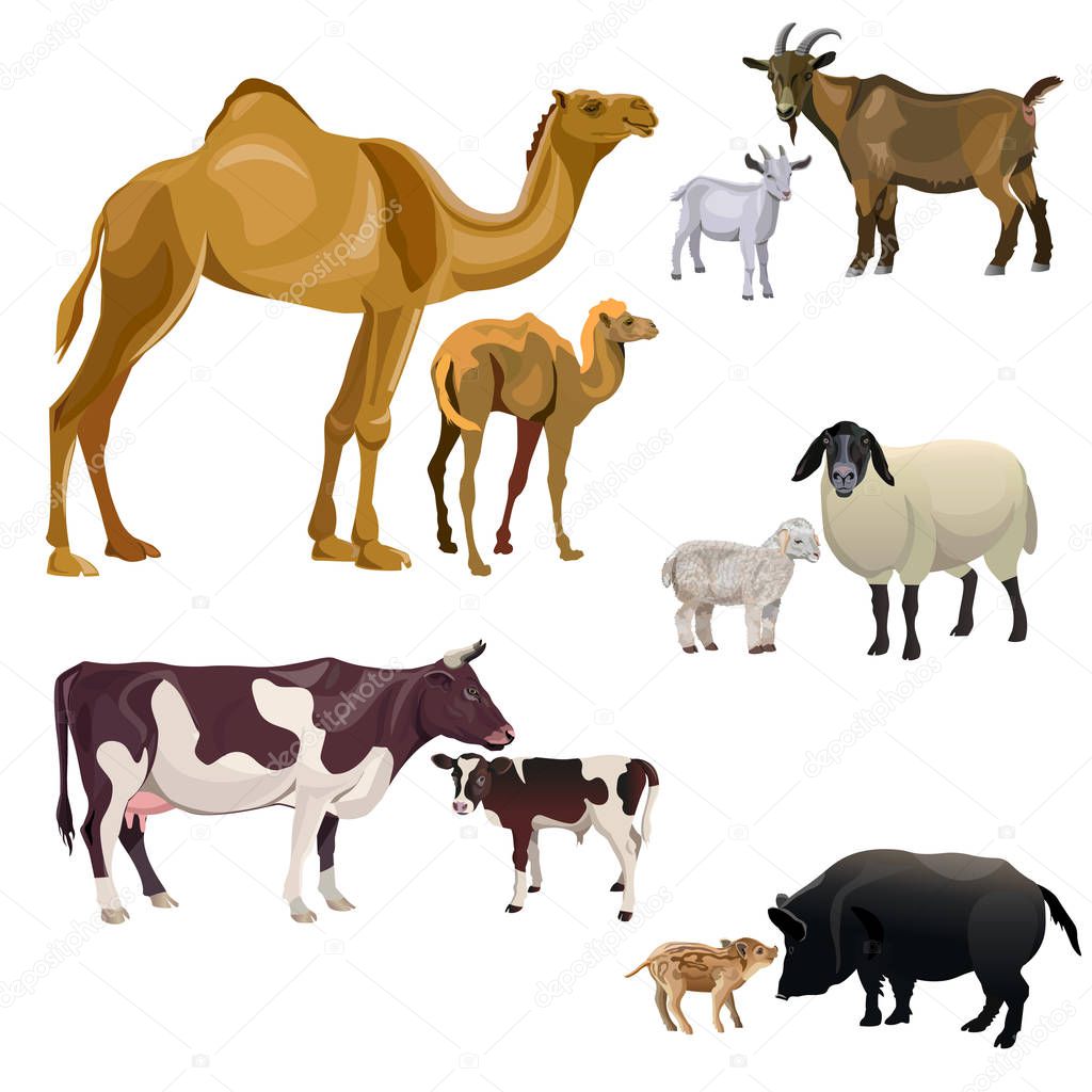 Farm animals and their kids. Camel, cow, goat, sheep and pig. Vector illustration isolated on white background