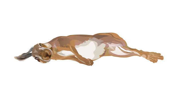 Vecteur de lièvre de chasse — Image vectorielle