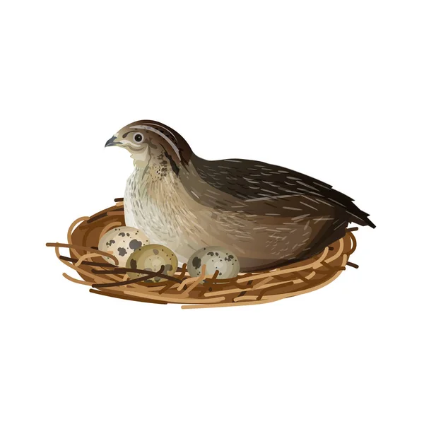 Przepiórki w nest — Wektor stockowy