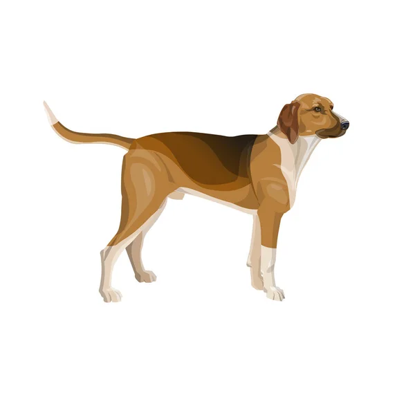 狩猟犬のベクトル — ストックベクタ