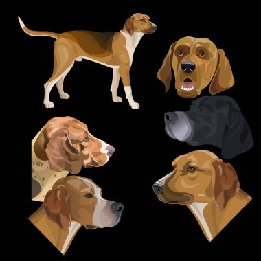 av köpekleri kümesi