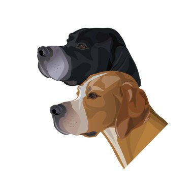 İngiliz pointer köpek portreler