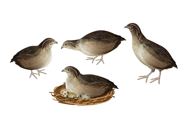 Ensemble oiseaux de caille — Image vectorielle