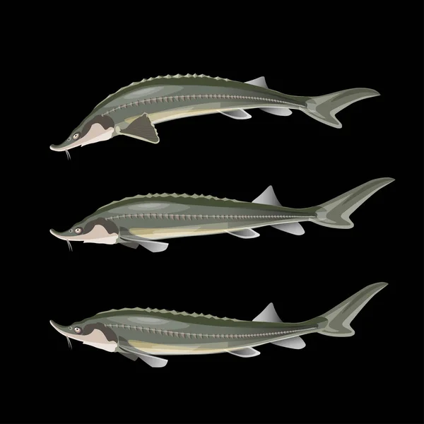 Sturgeon fisk set — Stock vektor