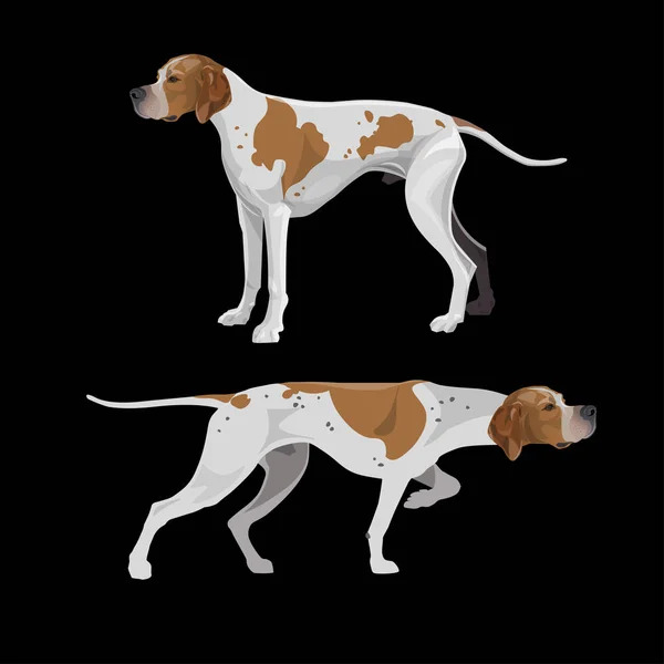 English pointer dogs — Stock Vector