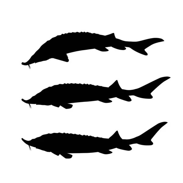 Störfische gesetzt — Stockvektor
