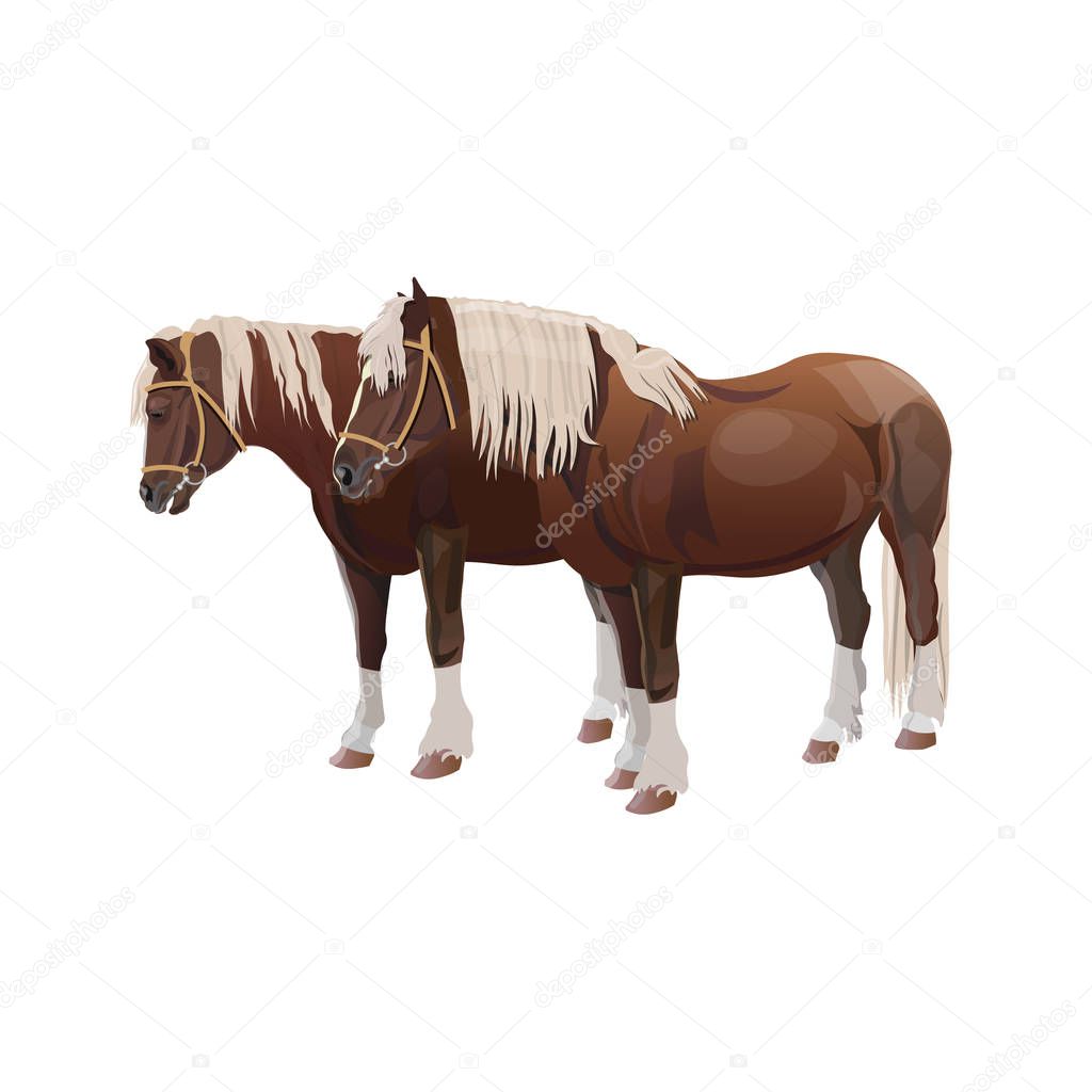 Pair of draft horses