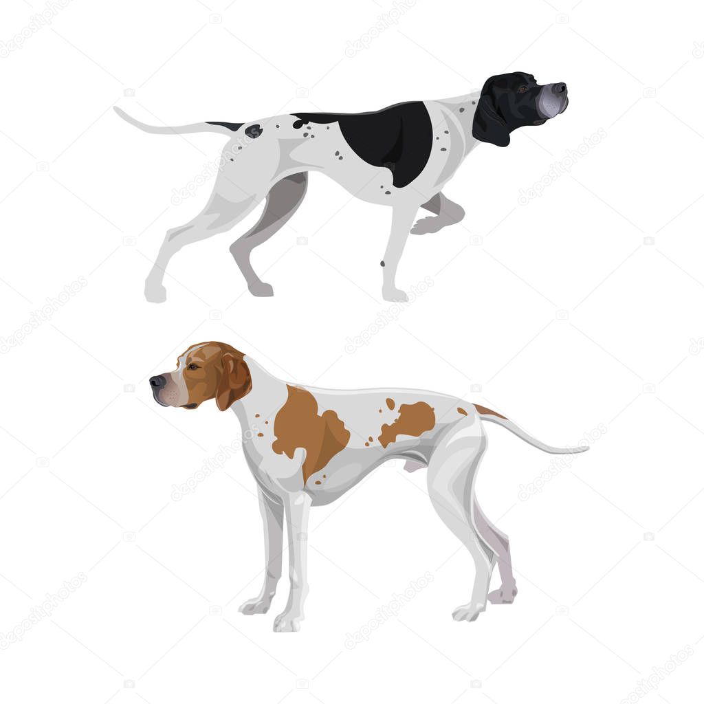 English pointer dogs