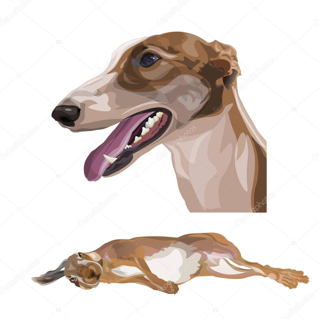 Portrait of greyhound dog with hunting hare. Vector illustration isolated on white background