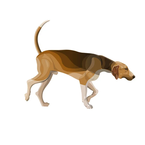 Chien de chasse vecteur — Image vectorielle