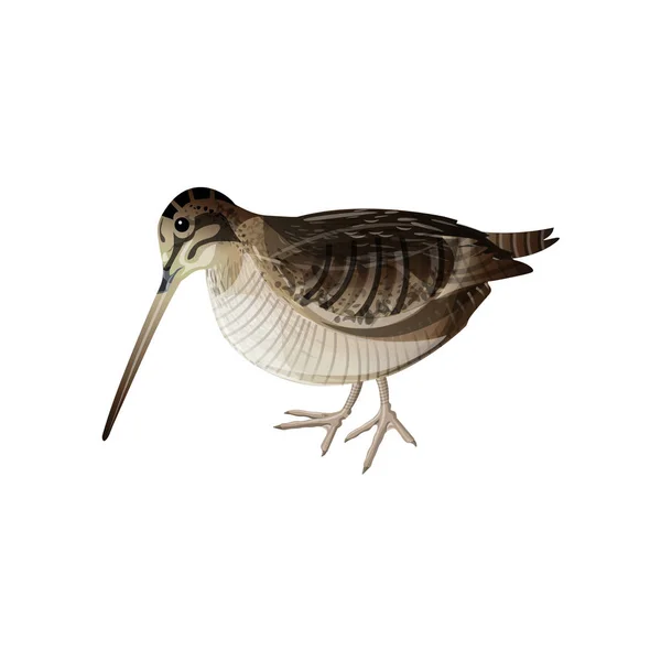 Eurasia woodcock vector — Archivo Imágenes Vectoriales