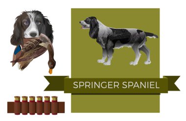 İngiliz sıçramak İspanyol