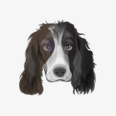 İngiliz Springer Spaniel köpek