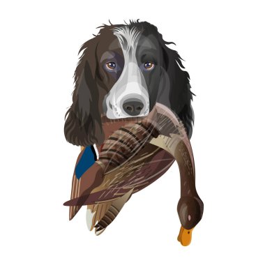 İngiliz Springer Spaniel köpek